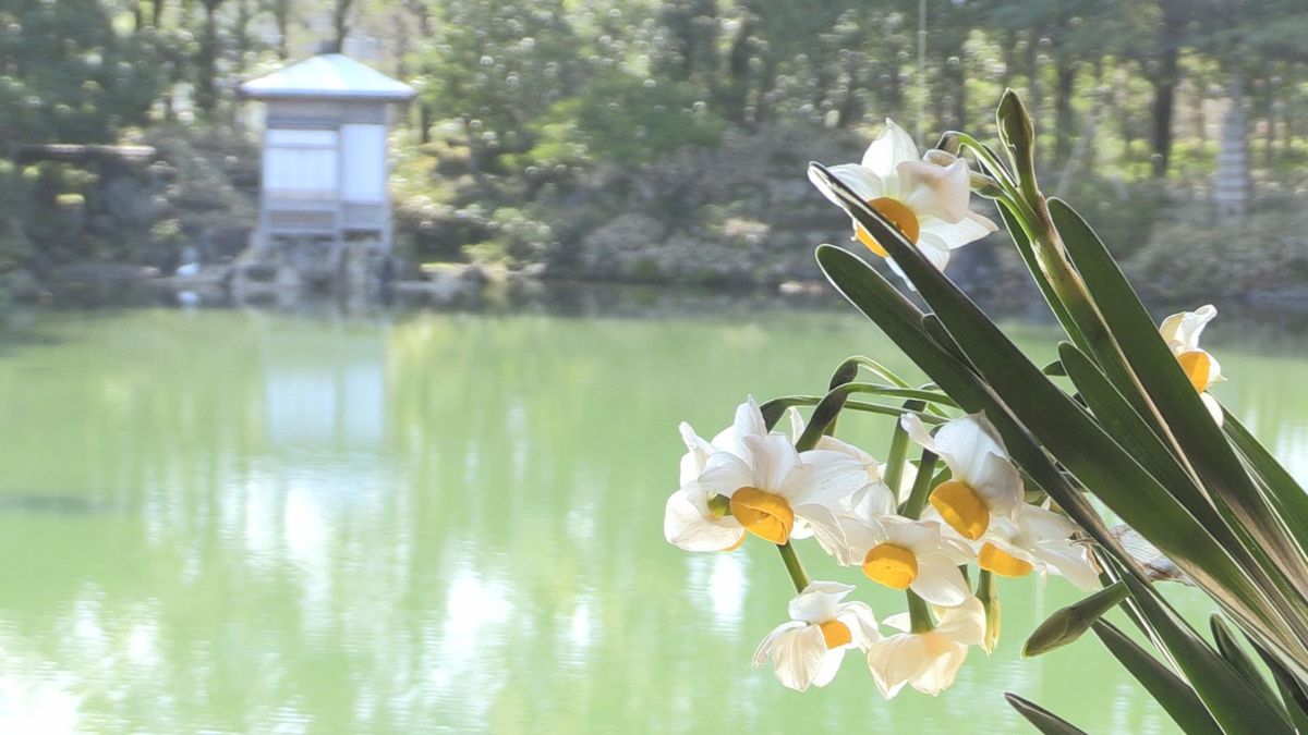 水面のきらめきと雪吊り　越前水仙300本ふわりと香る　養浩館庭園でイベント