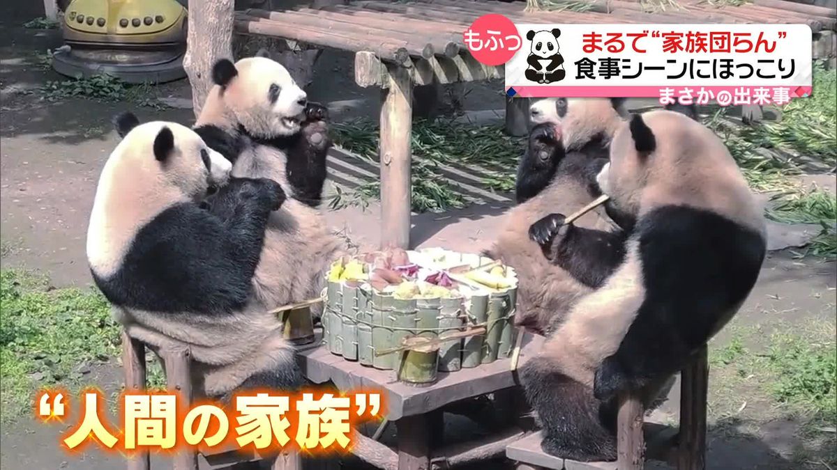 まるで“家族団らん”　パンダの食事シーンにほっこり　中国