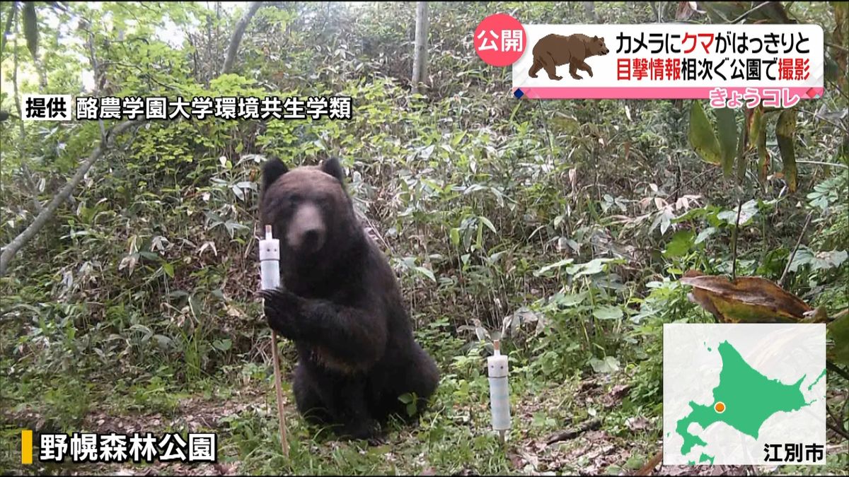 目撃情報相次ぐ公園で　クマの姿とらえる