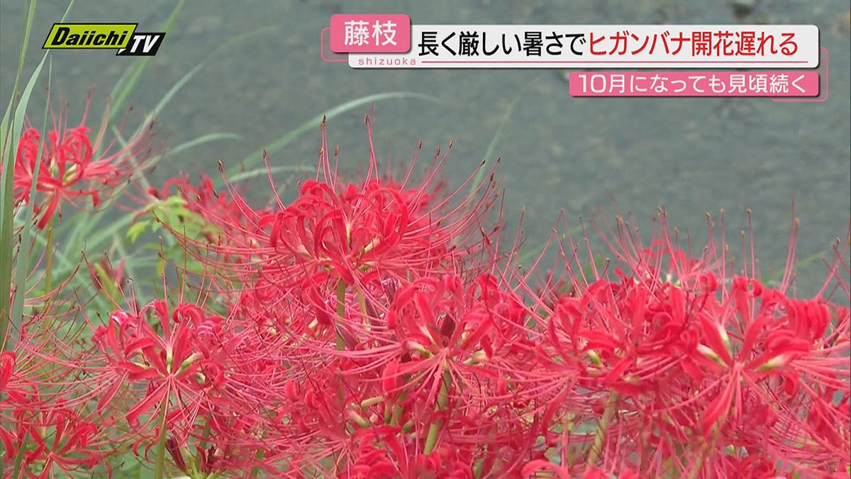 【記録的猛暑影響か】例年より遅咲きのヒガンバナや季節外れの桜の開花…思わぬ花々の共演も（静岡）