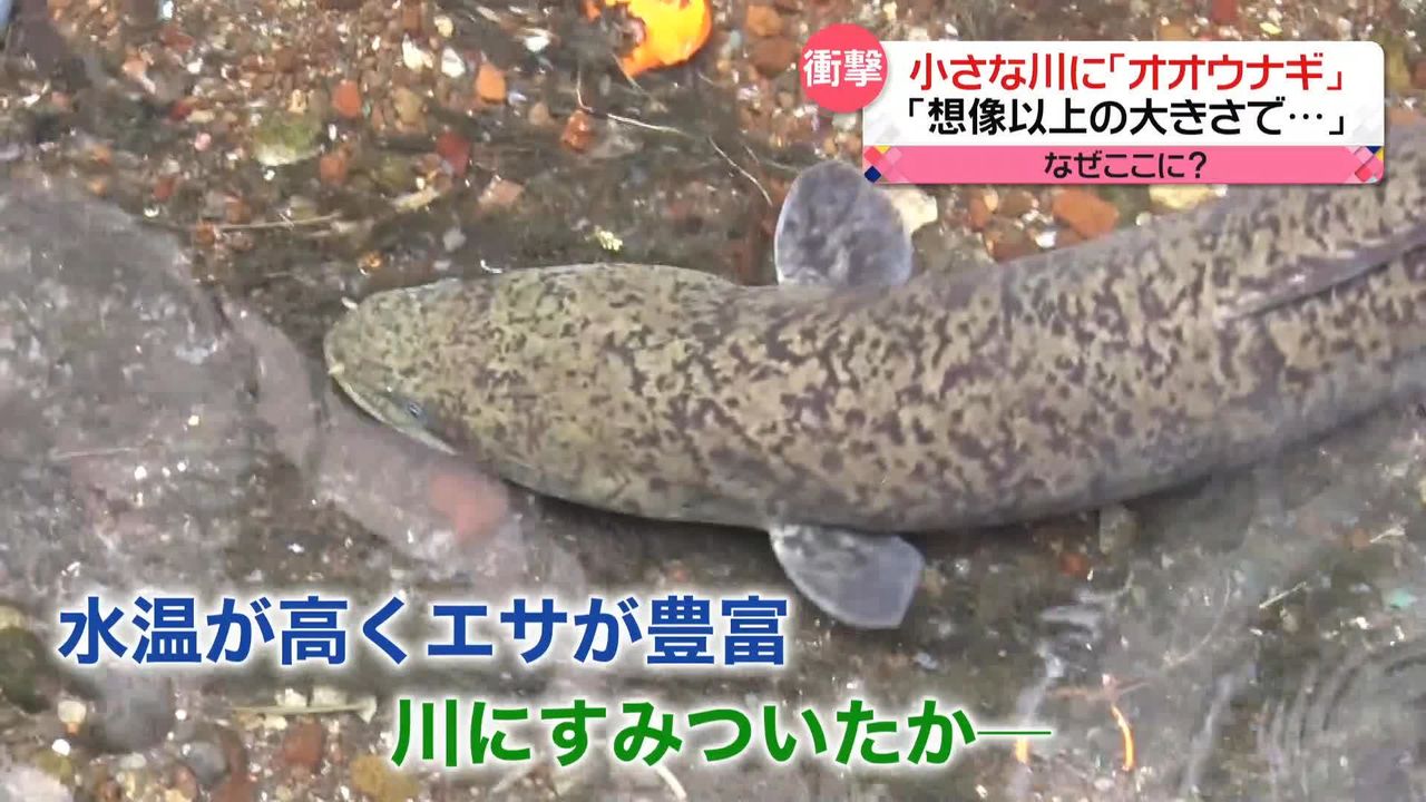 小さな川に約1.5メートルの｢オオウナギ」…静岡の住宅街…食べられる？