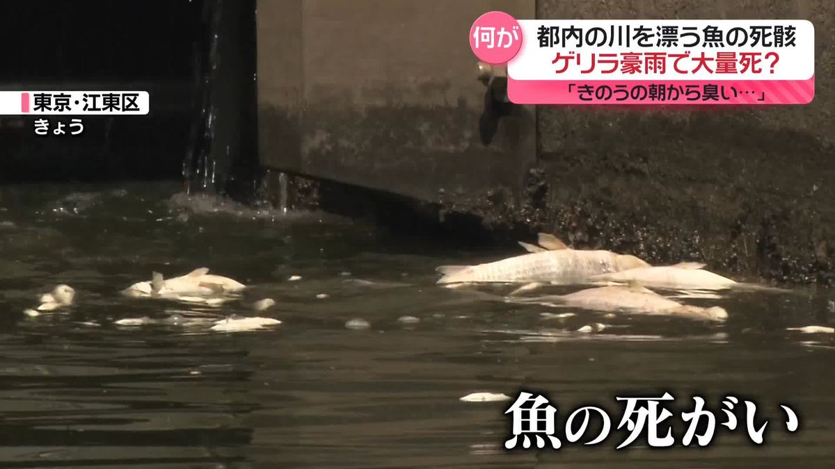 ゲリラ豪雨で大量死？　魚の死骸…都内の川を漂う　「きのうの朝から臭い…」 東京・江東区