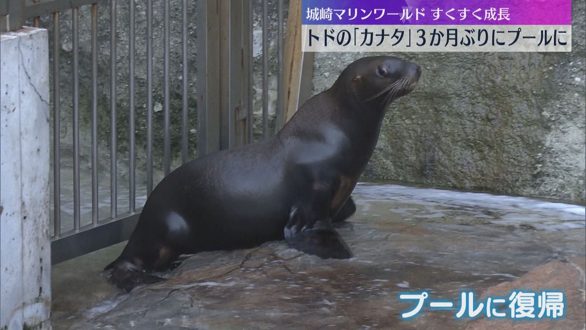 「ショーに出られるように頑張ってほしい」トドの「カナタ」がすくすく成長　兵庫・城崎マリンワールド