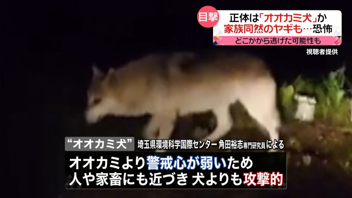 「オオカミ犬」か　ヤギやニワトリが襲われ…　目撃相次ぐ　長野・富士見町