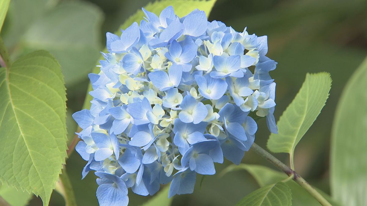 苔むした515メートルの参道、両側には咲き始めのアジサイの花…山形市の出塩文殊堂