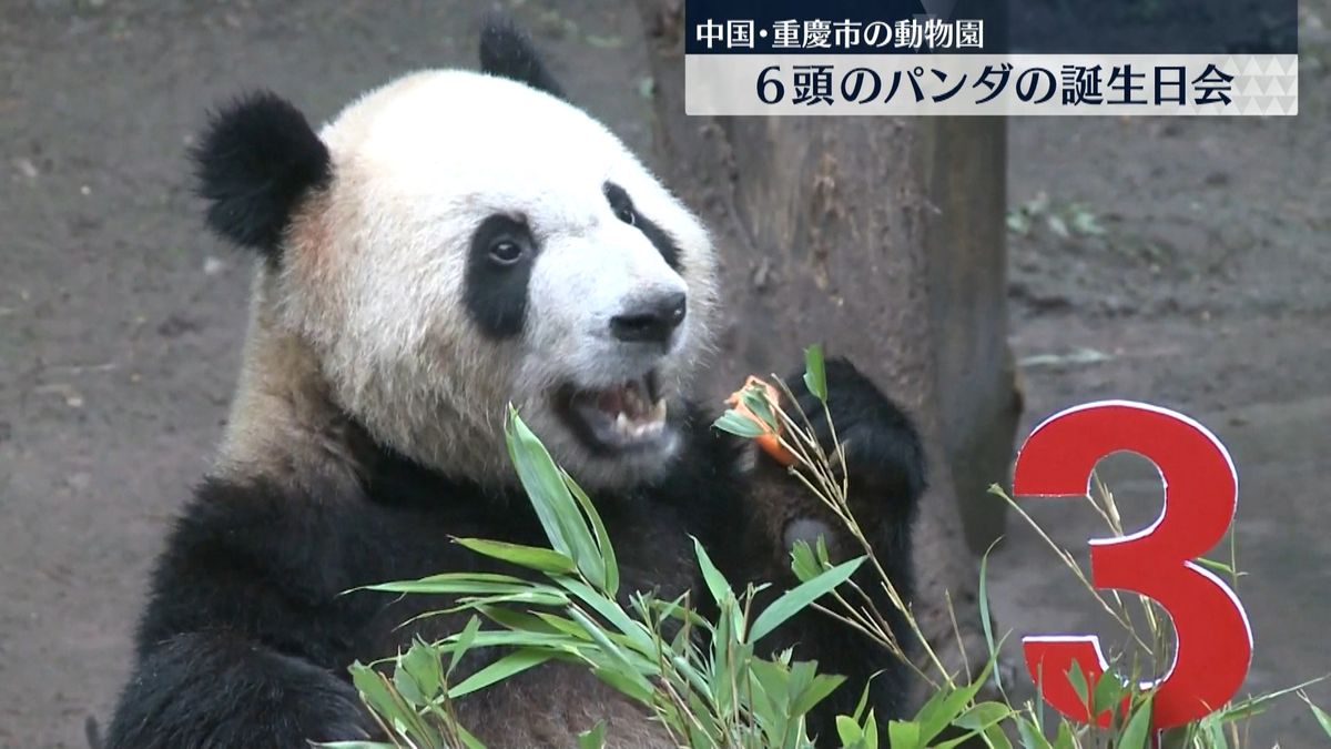 来園者も作った“ケーキ”おいしそうに…パンダ6頭の誕生日会　中国・重慶市