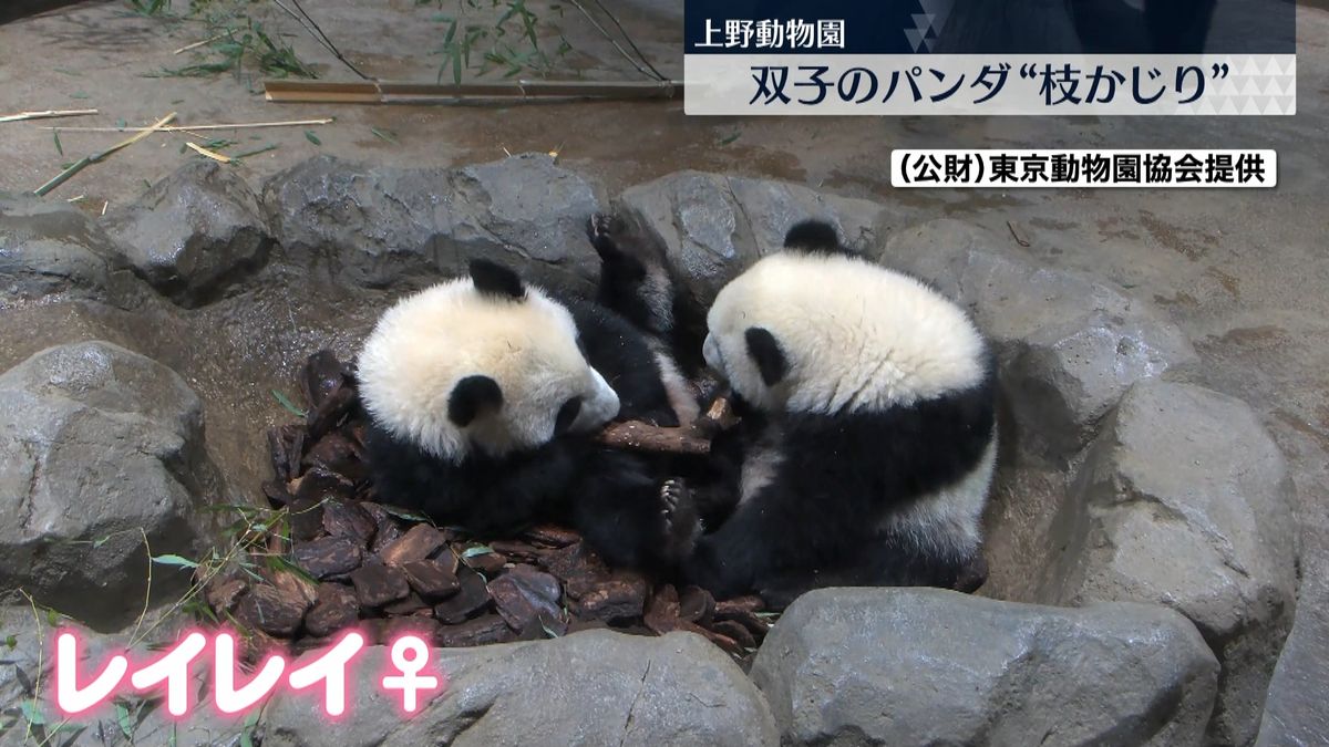 上野の双子パンダ　一緒に枝をかじって遊ぶ最新映像公開