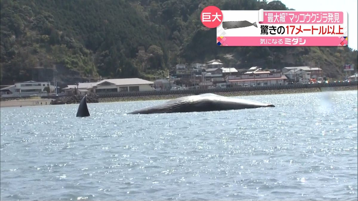 驚異の１７ｍ超…港にマッコウクジラの死骸