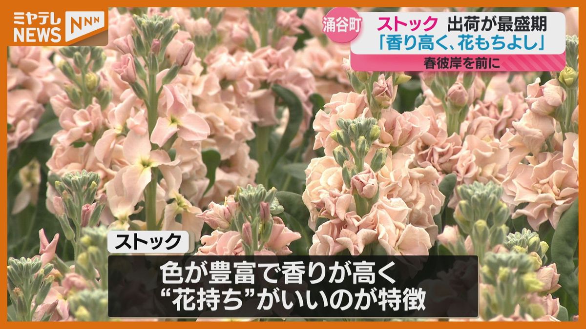 香り高く花持ちがよい…春の彼岸用に育てられた「ストック」の出荷 最盛期（宮城・涌谷町）