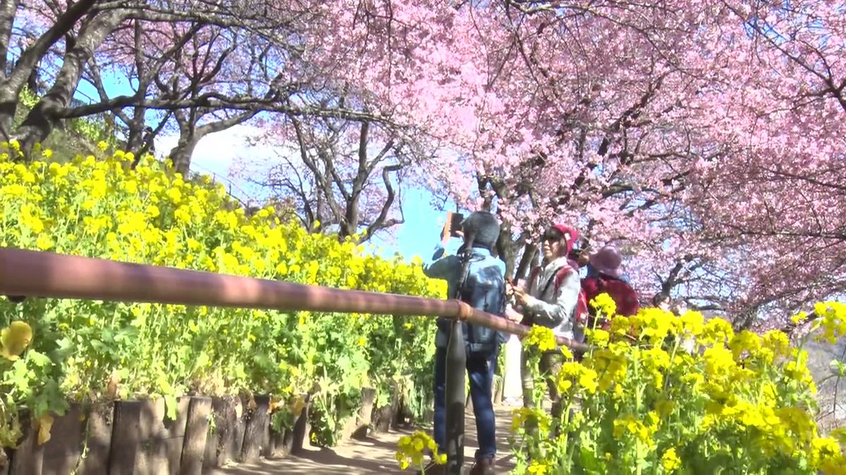 2025年の桜　開花はいつ頃？最新の開花予想が発表　一足先に早咲きの桜が続々見頃に