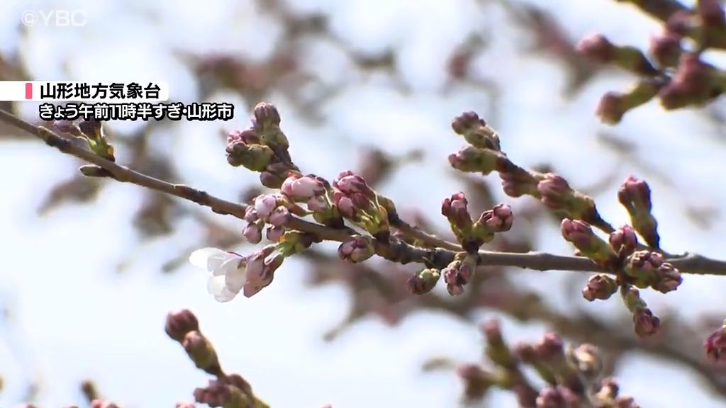 山形と酒田でサクラ開花発表　山形市の最高気温24度でことし最高を記録