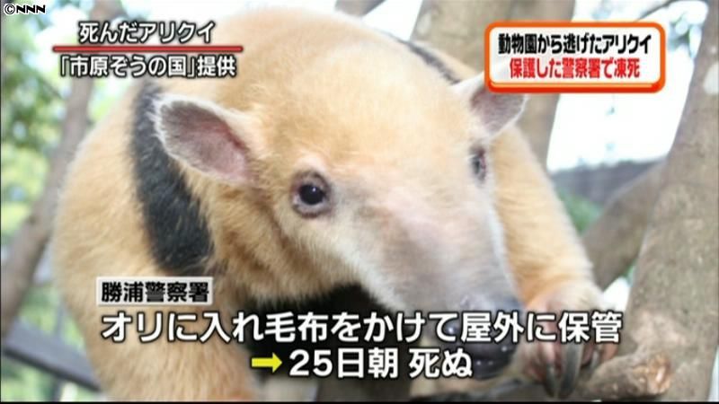 警察署が保護のミナミコアリクイ凍死 千葉｜日テレNEWS NNN