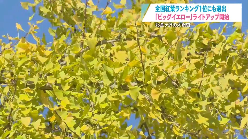 日本一の大イチョウがライトアップ　闇夜に輝く“ビッグイエロー”　青森県深浦町