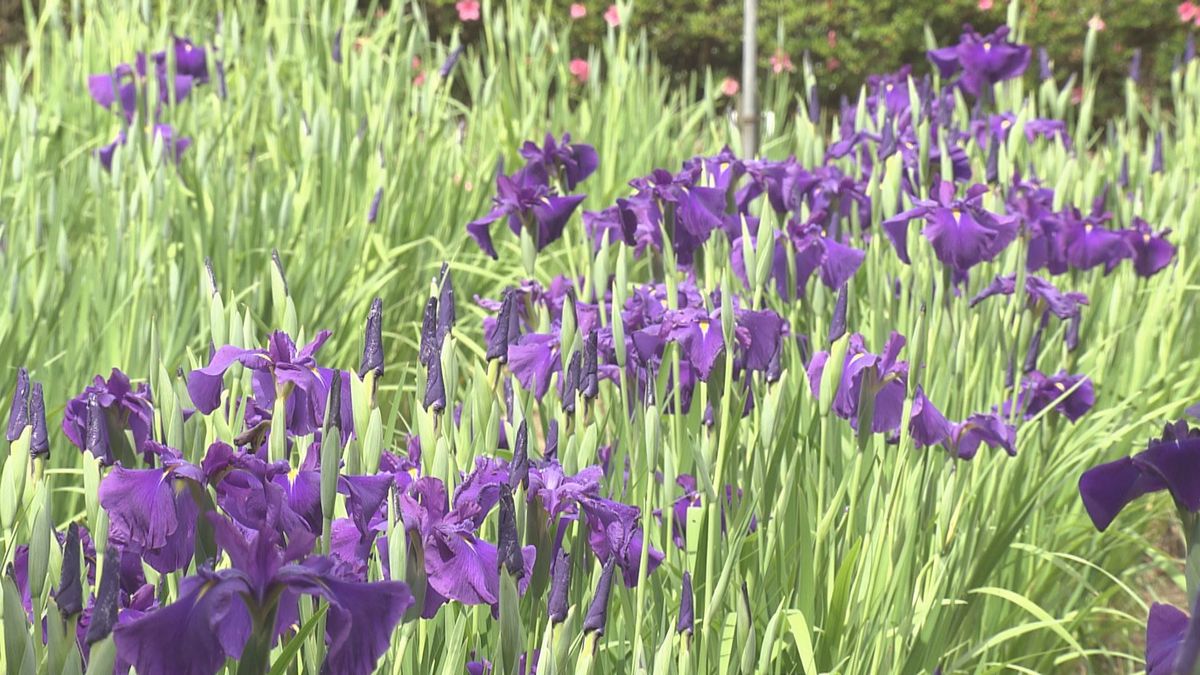 ハナショウブ300種類20万本が見ごろ　あわら市･北潟湖畔　「花菖蒲祭り」8日開幕　特産のスイカなども販売