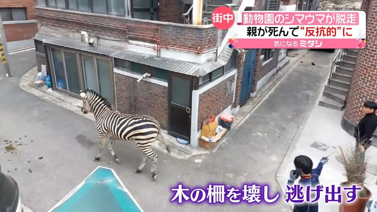 動物園から“脱走”シマウマが路上に　親が死んで"反抗的"になり…　韓国・ソウル