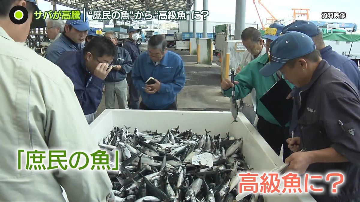 「庶民の魚」サバが価格高騰…高級魚に？　“激減”で漁獲枠削減へ