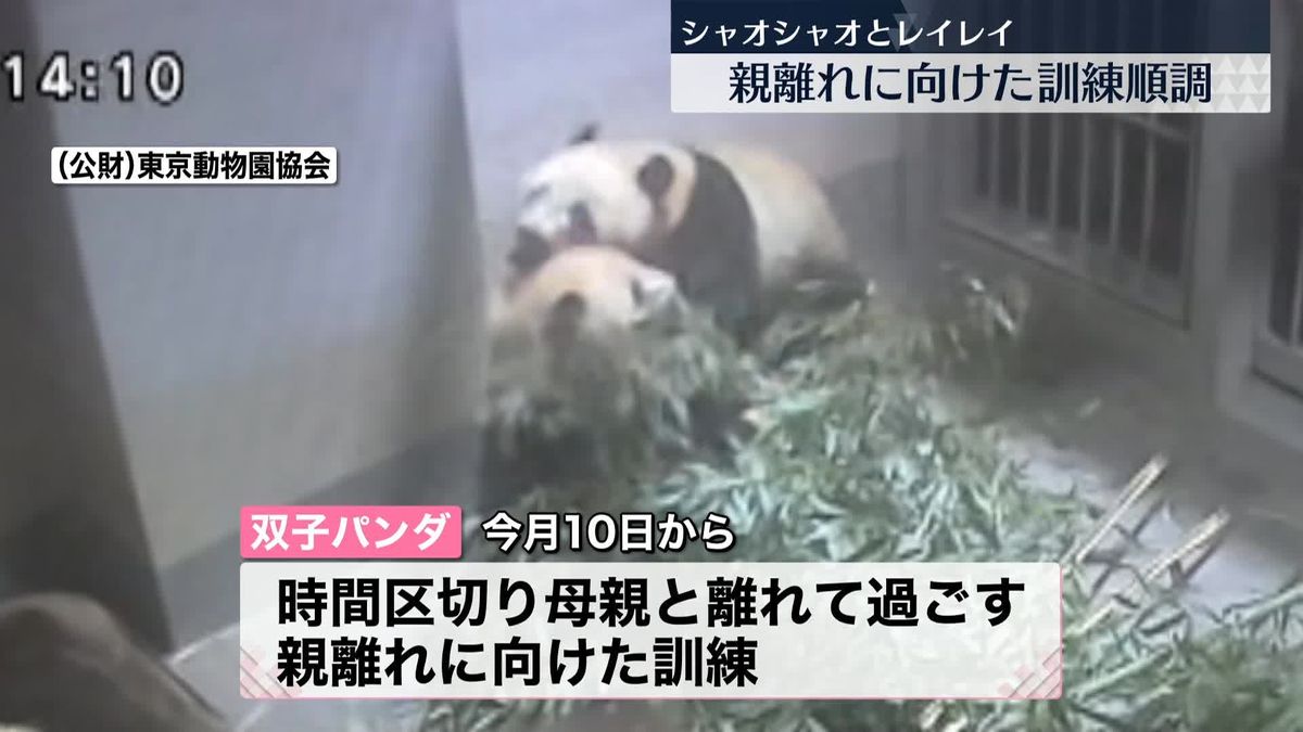 双子パンダのシャオシャオとレイレイ「親離れ」に向けた訓練…順調に　上野動物園