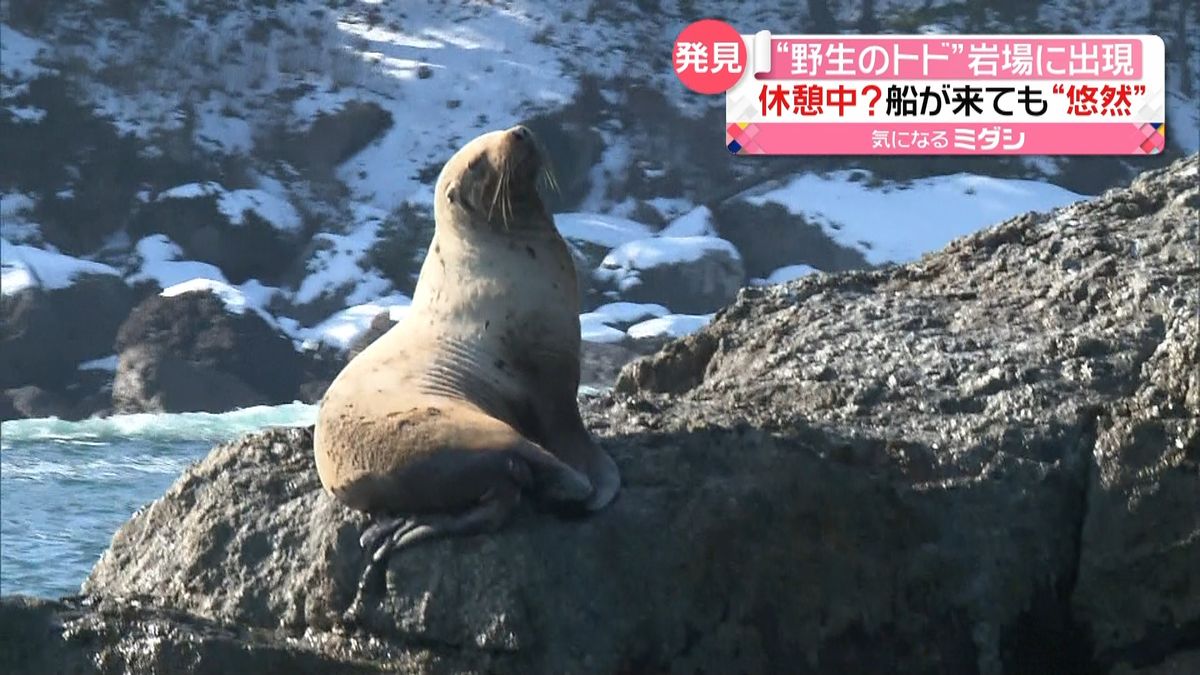 青森の海岸に“珍客”トド出現　休憩中？船が来ても「のんびり」