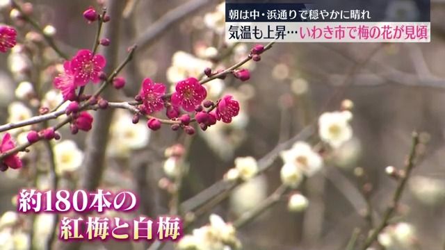 180本の紅梅・白梅が咲き競う　いわき市の梅林寺が見ごろに・福島県　