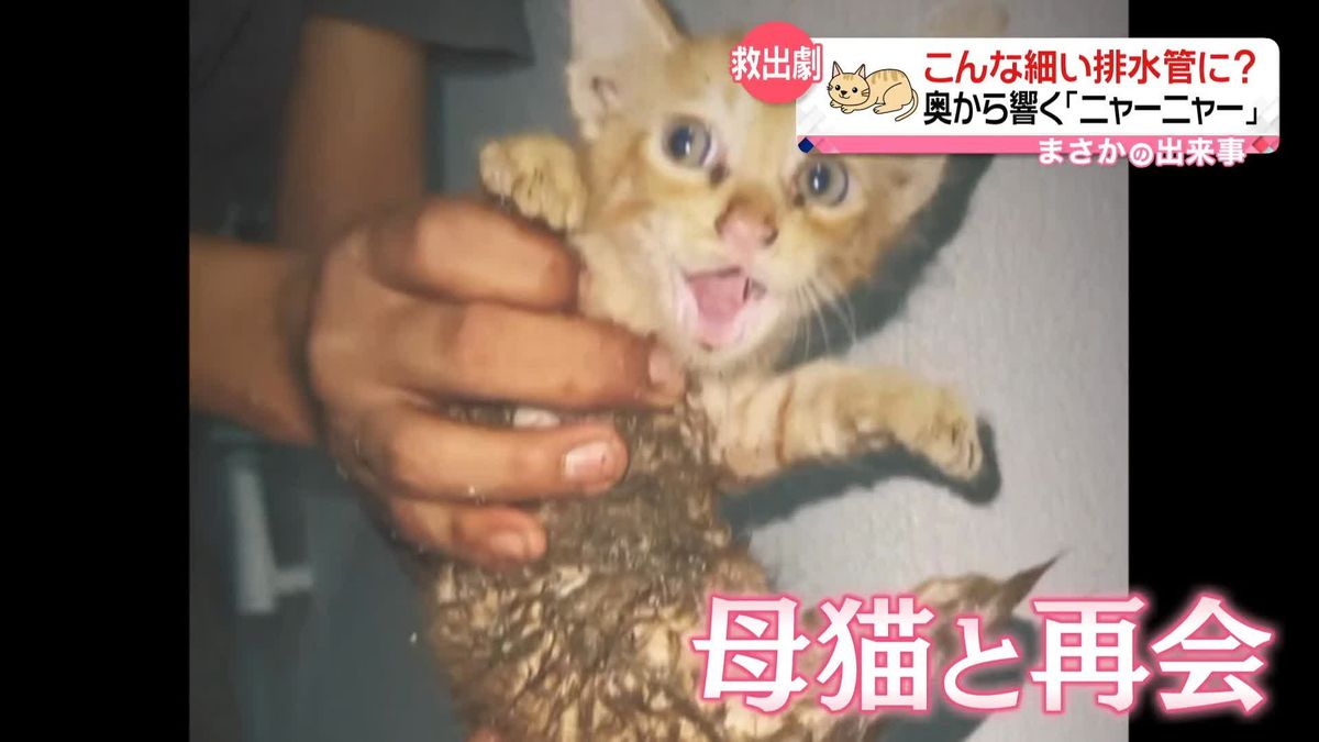 排水管から子猫を救出…　母を探して「ニャー」　インド・タミルナド州