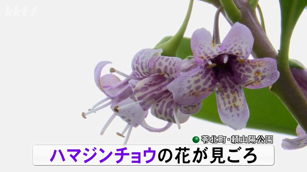 天草の海辺の公園でハマジンチョウが見ごろ 淡紫色の花が冬を彩る