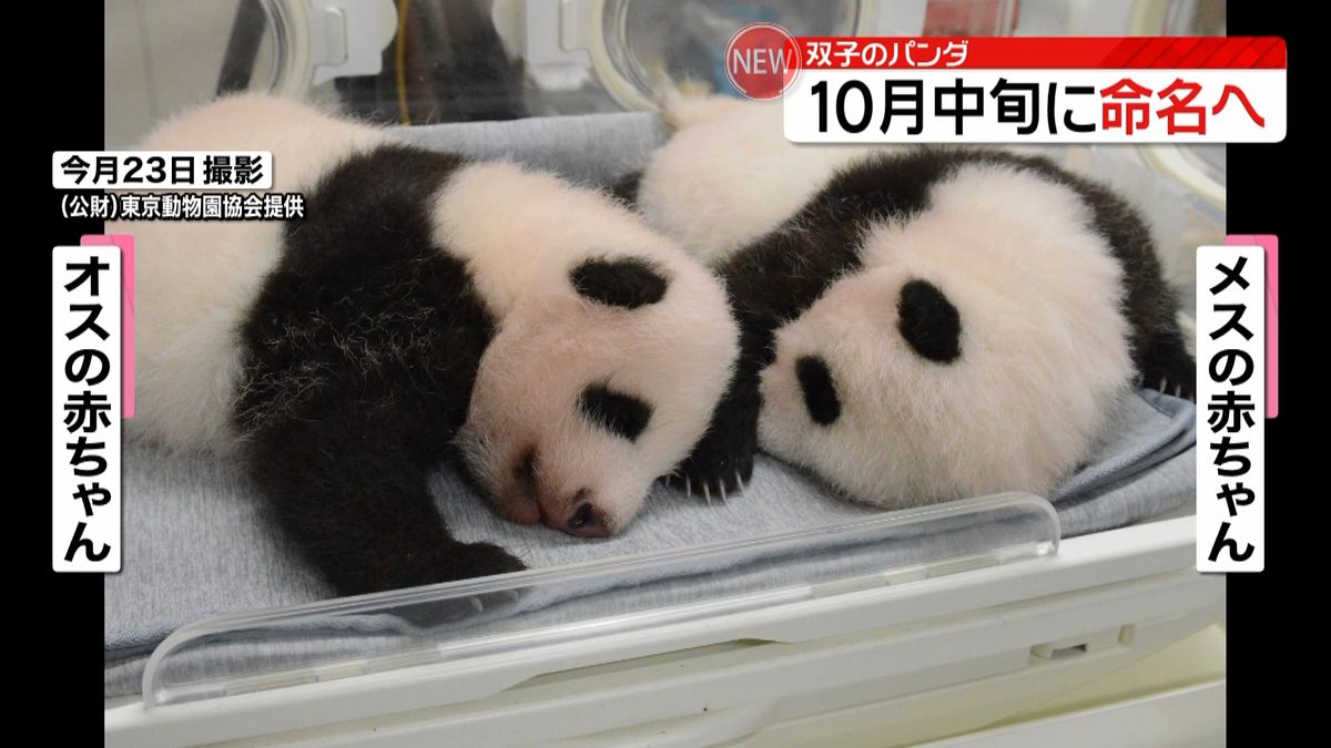 上野動物園の双子パンダ　１０月中旬命名へ