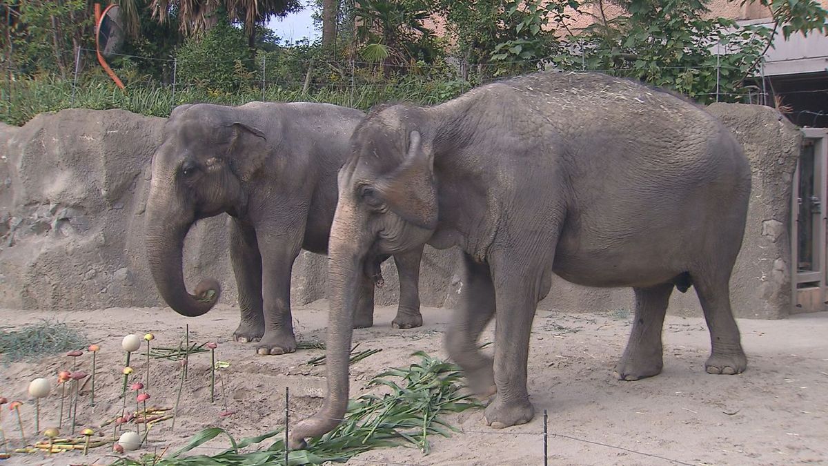 平川動物公園アジアゾウが誕生日！豪華な果物野菜プレゼント