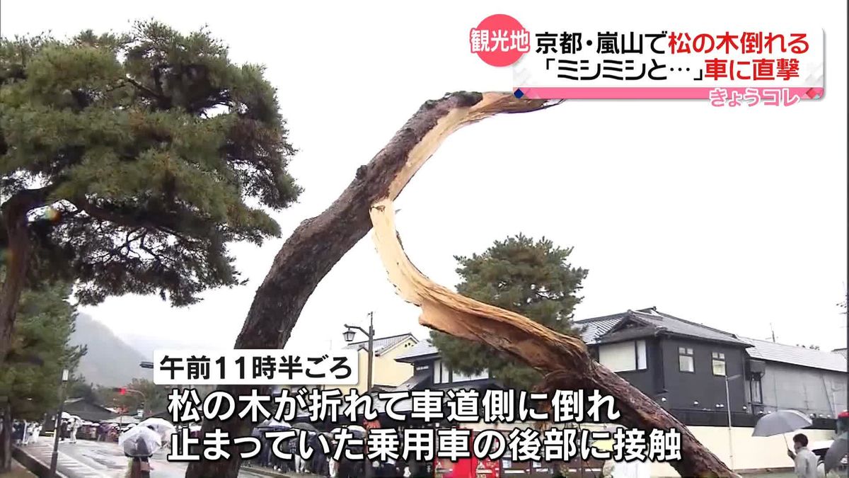 嵐山で突然…道路脇の松の木が車に直撃　京都