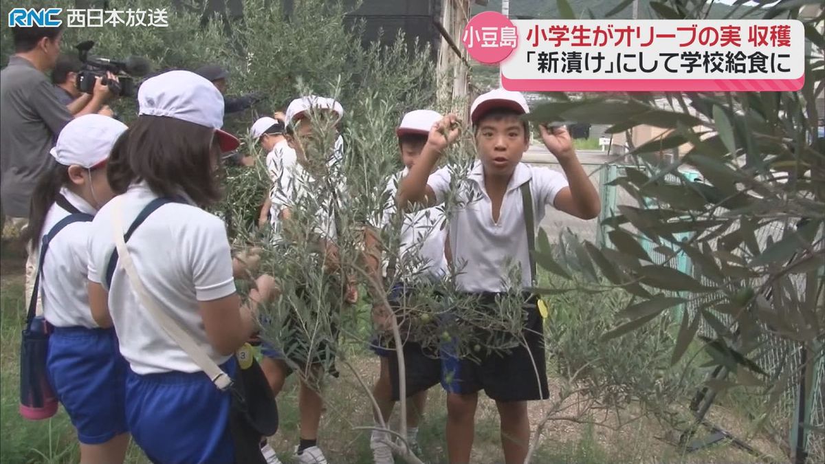 小学生がオリーブの実を収穫　小豆島