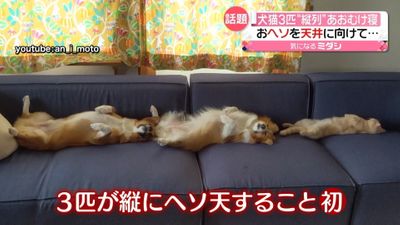 犬猫３匹 縦列 うたた寝 ヘソ天 で