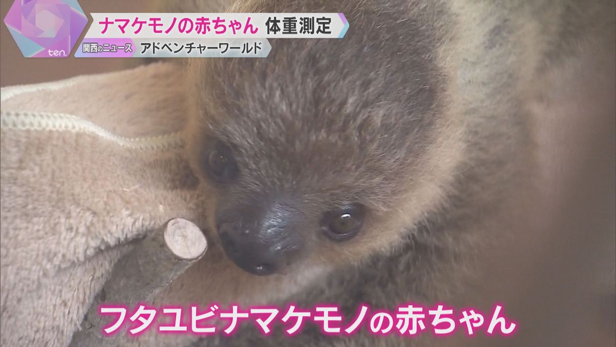 ナマケモノの赤ちゃんの体重測定　生まれて2か月で1.5倍に成長　11月1日は「計量記念日」白浜