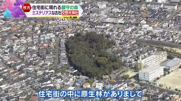 枚方の住宅街に突如現れる原生林