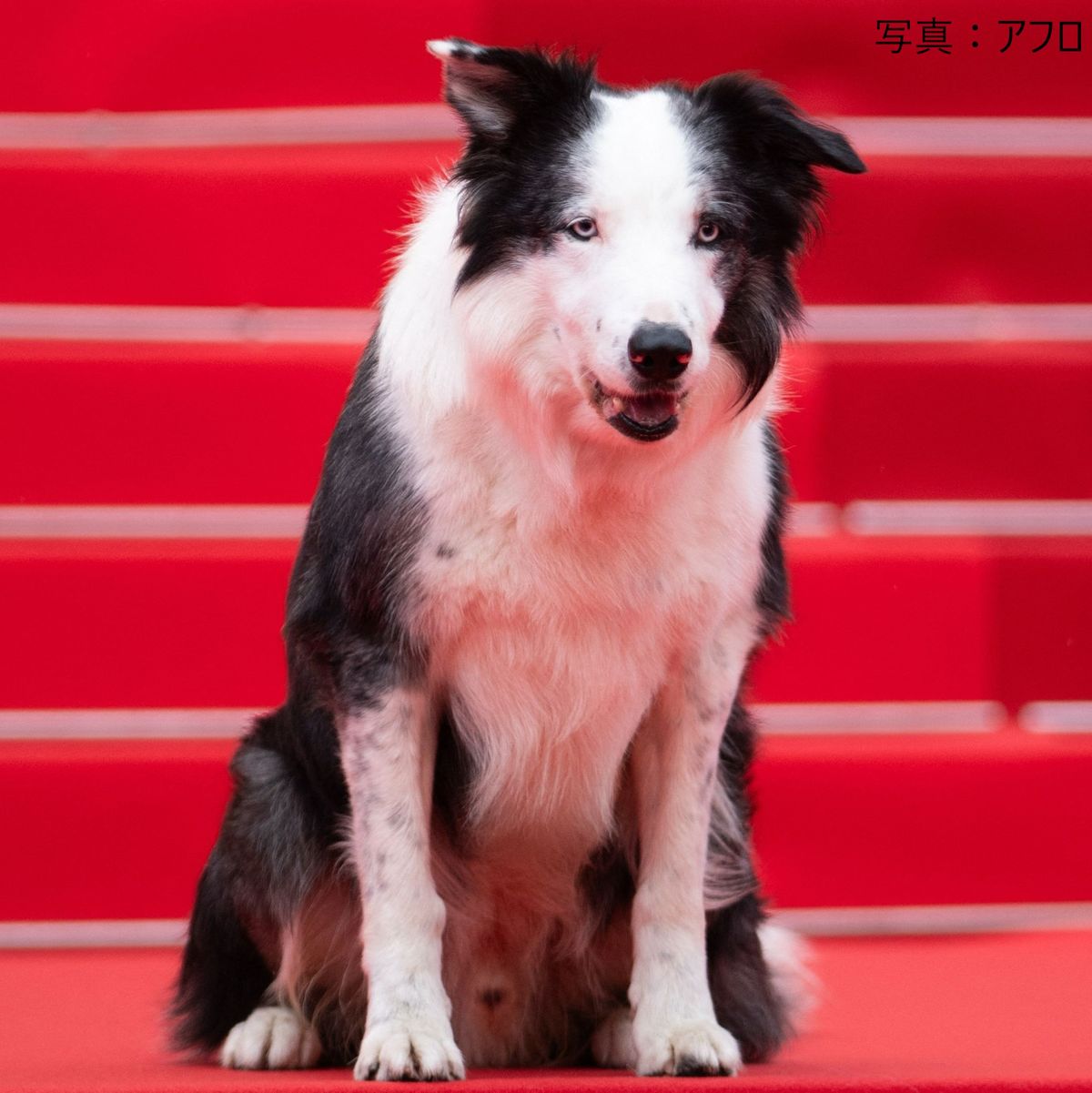 カンヌ映画祭でレッドカーペットに“犬”　アカデミー賞受賞作に関連…その正体は