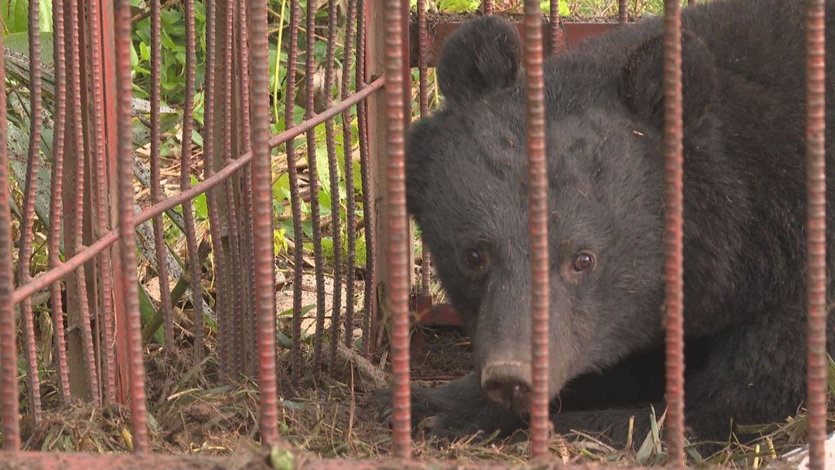 クマが栽培中のリンゴ450個を食い荒らす…民家も近く警察が周辺を警戒