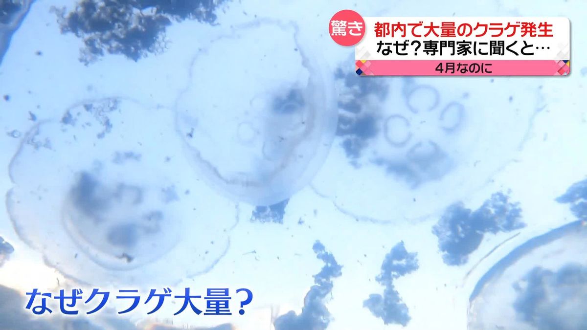 「こんなところに…」　東京・晴海エリアでクラゲが大量発生　専門家は「神出鬼没　流れに流されてしまう」