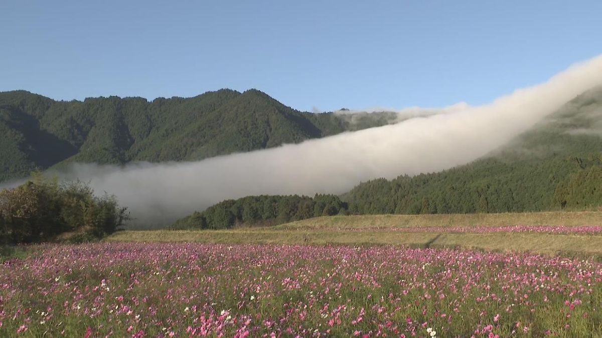 幻想的な「風伝おろし」 　白い朝霧が滝のように山肌を流れ落ちる秋の風物詩　三重・御浜町