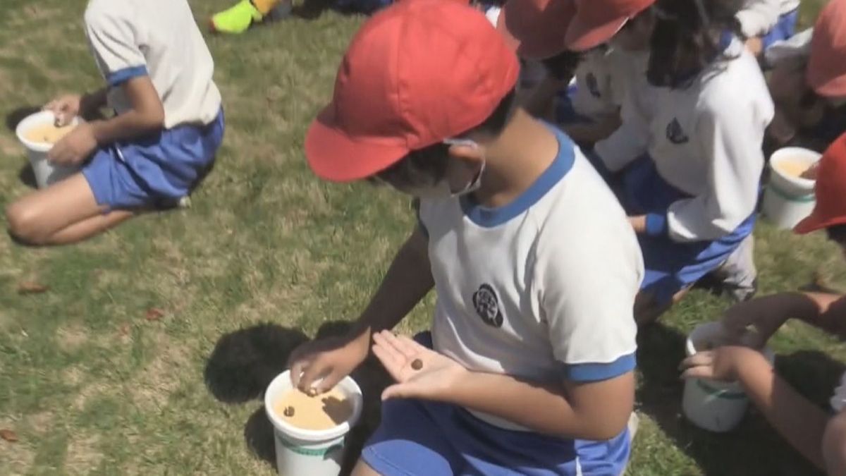 小学生がお茶の種まき 興味津々｢見たことなかった｣ 南九州市の粟ヶ窪小学校