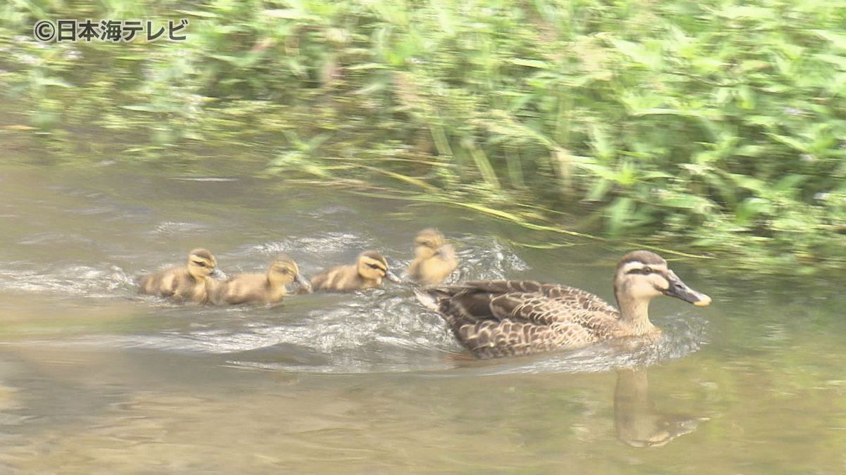 初夏の風物詩　住宅街を流れる川でカルガモの親子　鳥取県米子市