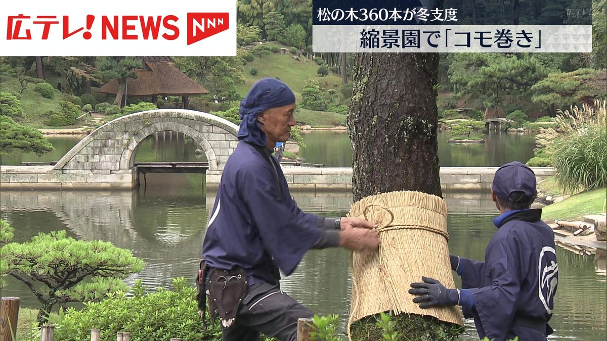 広島市の縮景園で冬恒例の松のコモ巻き