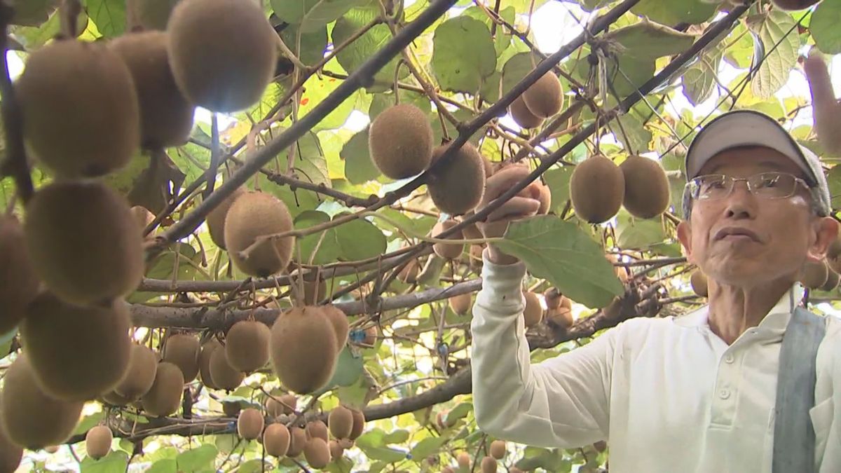 大分県内一の生産地・国東市で「キウイ」収穫　2025年2月ごろから関東などに出荷