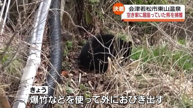 【東山温泉の空き家に侵入した熊を麻酔銃を使って捕獲】３、4歳の熊か　山にかえす　