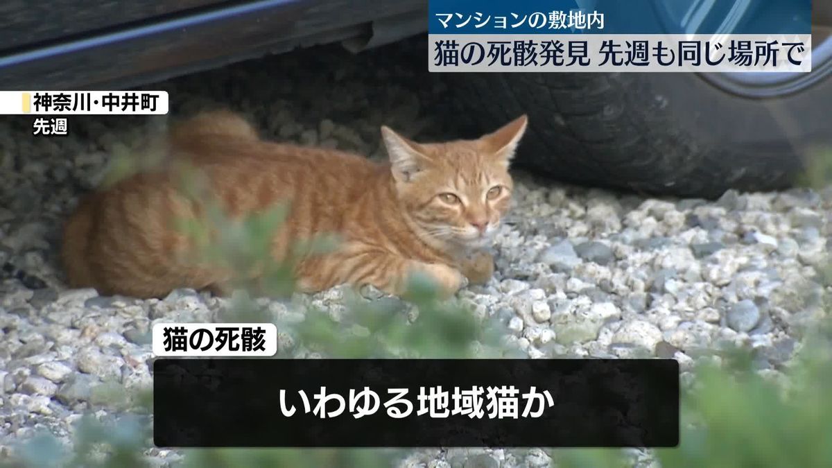 “口から血を吐いて…”猫の死骸見つかる　先週も体の一部切断された猫の死骸　神奈川