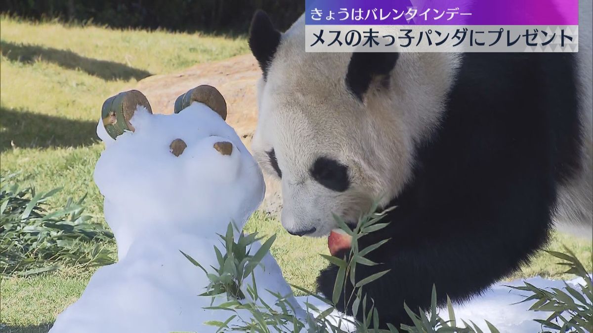 パンダ「楓浜」にバレンタインプレゼント　リンゴ食べ、雪に飛び込み、氷にかぶりつく姿に笑顔　和歌山