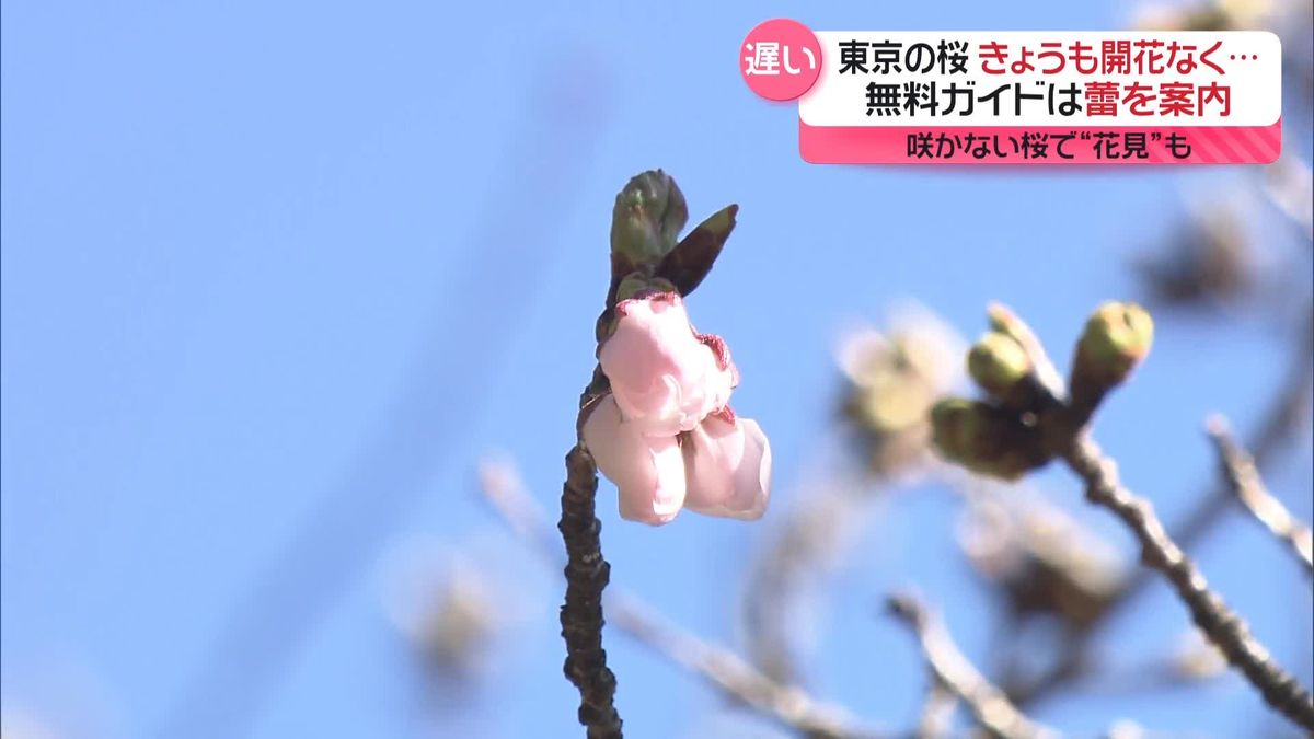 東京の桜“開花”はいつ？　祭りは延期検討、観光客は…