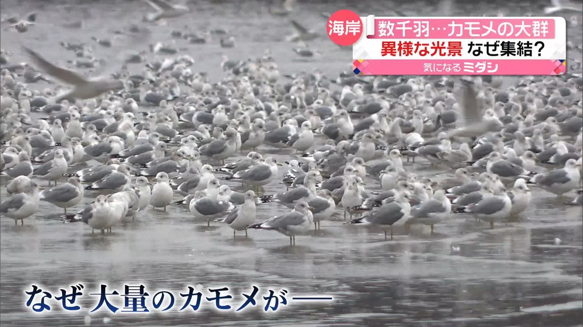 “白鳥の飛来地”に数千羽のカモメの大群　漂着イワシを狙い？　青森・平内町