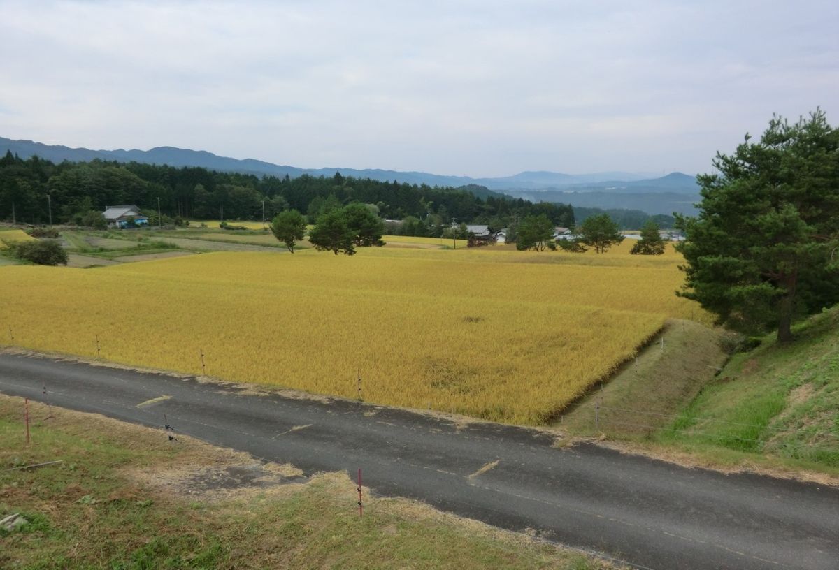 秋の稲田（鷹見直美さん提供）