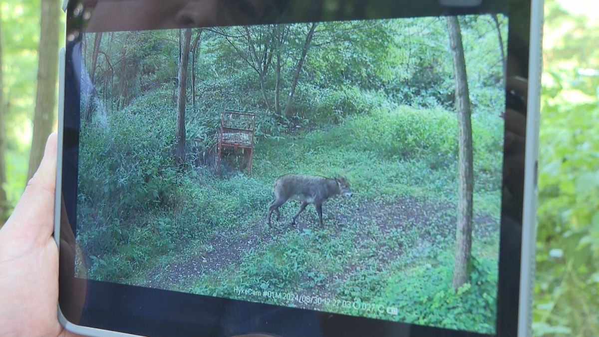 クマやイノシシ自動で撮影し「AI」が動物の種類識別　生態状況を把握　山形市で実証実験