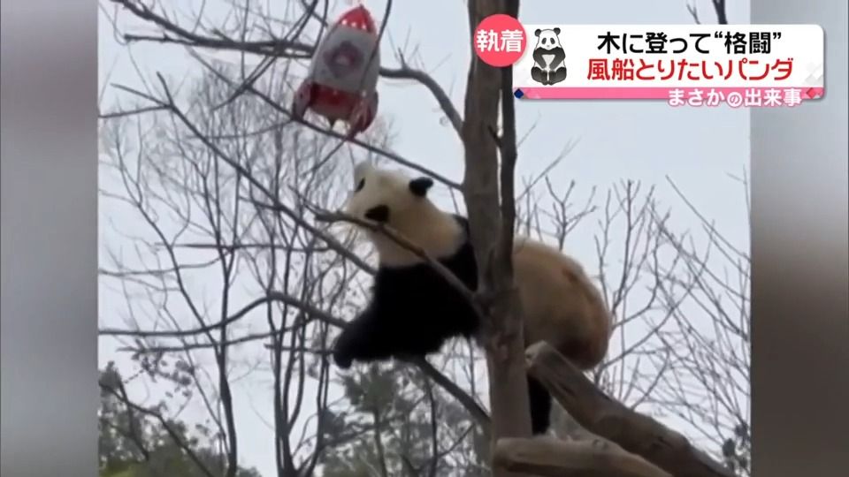 木に登って“格闘”　風船をとりたいパンダ　中国・湖南省