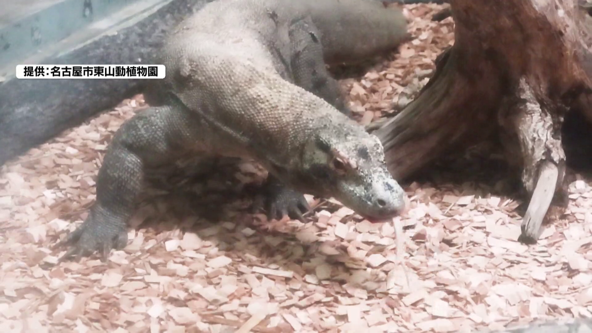 【日本で唯一の展示へ】コモドドラゴン「タロウ」が東山動植物園に到着　公開は8月下旬予定　河村市長「繁殖を目指したい」