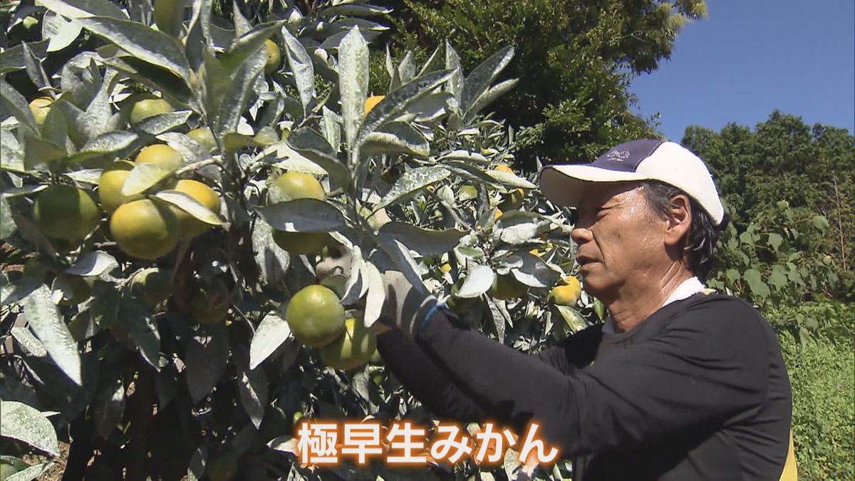 さわやかな酸味にほんのりした甘さ「１つでも多く食べてもらいたい」『温州みかん』収穫始まる　和歌山